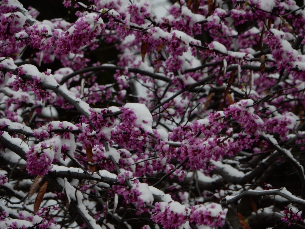 Redbud blossoms & snow by mcsiegle