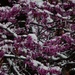 Redbud blossoms & snow by mcsiegle