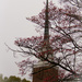 Church spire with red dogwoods by randystreat