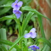 Blue Flowers by homeschoolmom