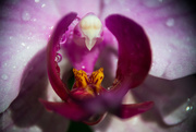 27th Mar 2016 - there's an angel inside an orchid