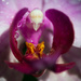 there's an angel inside an orchid by summerfield