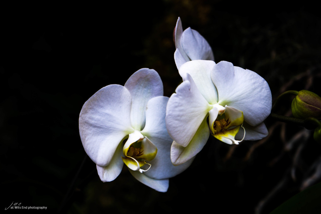 Orchids for Easter by jae_at_wits_end