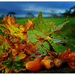 Autumn oaks .. by julzmaioro