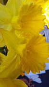 26th Mar 2016 - Daffodils