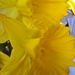 Daffodils by mariaostrowski