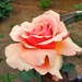 Peach Rose by mariaostrowski