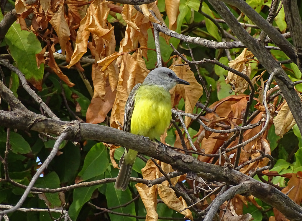 Tropical Kingbird by annepann