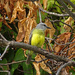 Tropical Kingbird by annepann