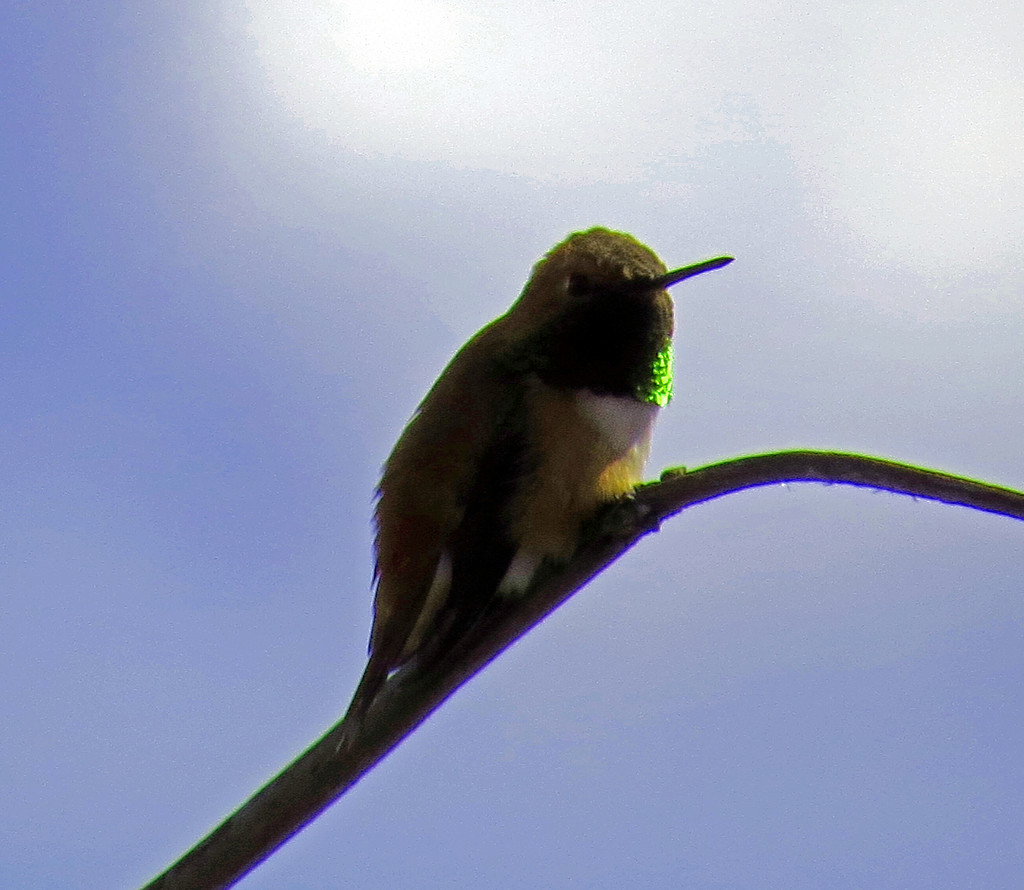 Ruffous Hummingbird by kathyo