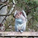 Grey squirrel by kathyo