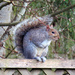 squirrels by kathyo