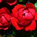 Red, Red Roses... by happysnaps