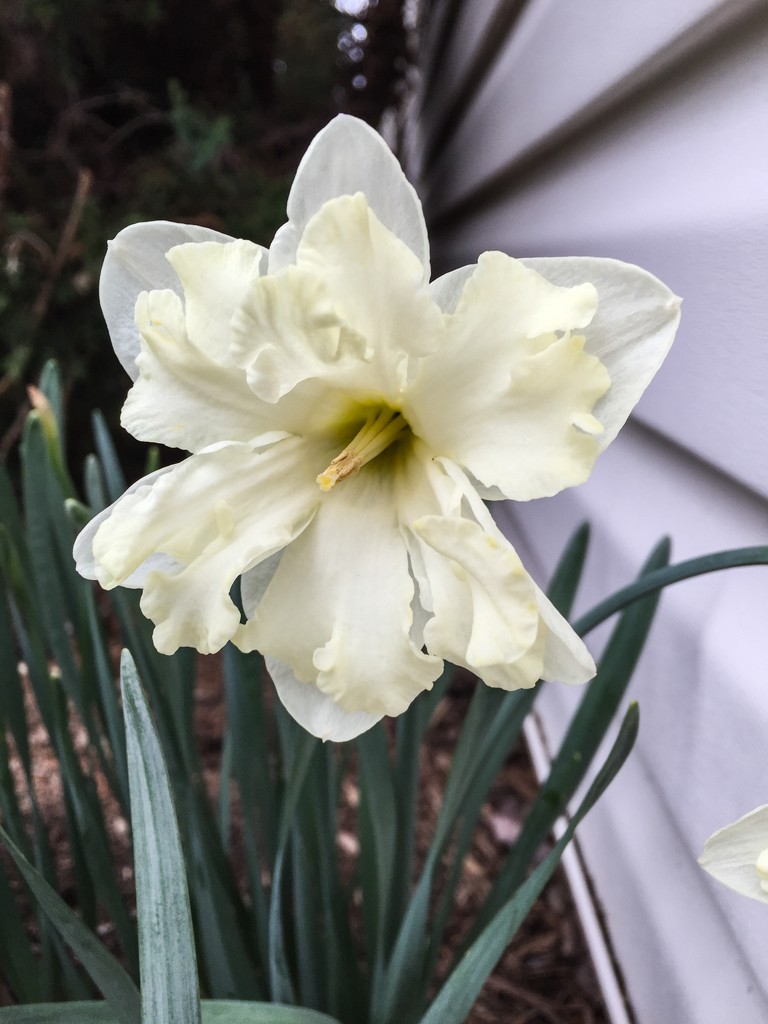 Cream Colored Daffodils  by marylandgirl58