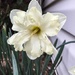 Cream Colored Daffodils  by marylandgirl58