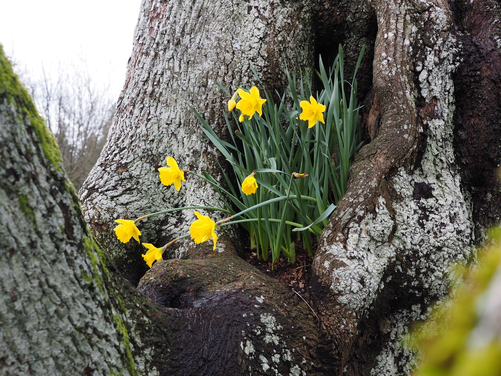 Daffodils by selkie