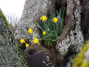 8th Mar 2016 - Daffodils