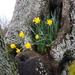 Daffodils by selkie