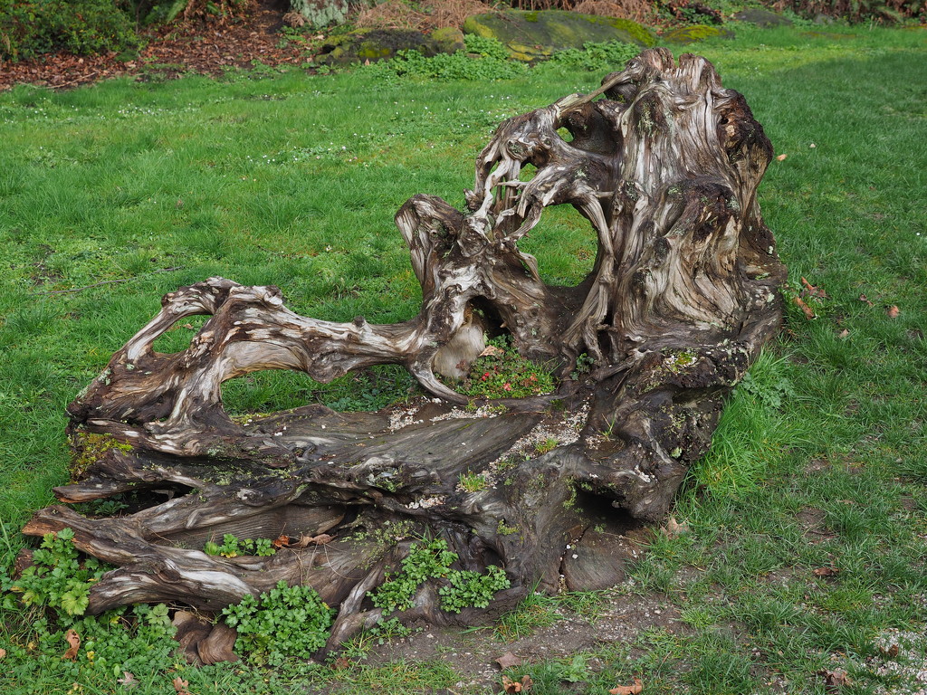 Nature's Wood Sculpture by selkie