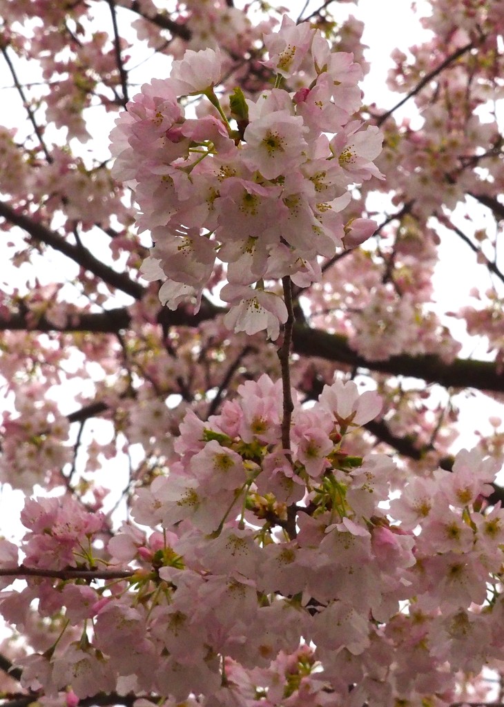 Cherry Trees in Blossom by selkie