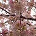 Cherry Trees in Blossom by selkie