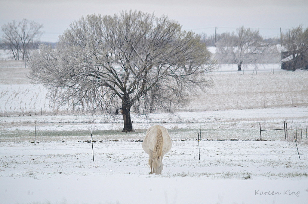 A Very Pregnant Mare on a Snowy Easter Morning by kareenking