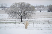 27th Mar 2016 - A Very Pregnant Mare on a Snowy Easter Morning