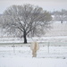 A Very Pregnant Mare on a Snowy Easter Morning by kareenking