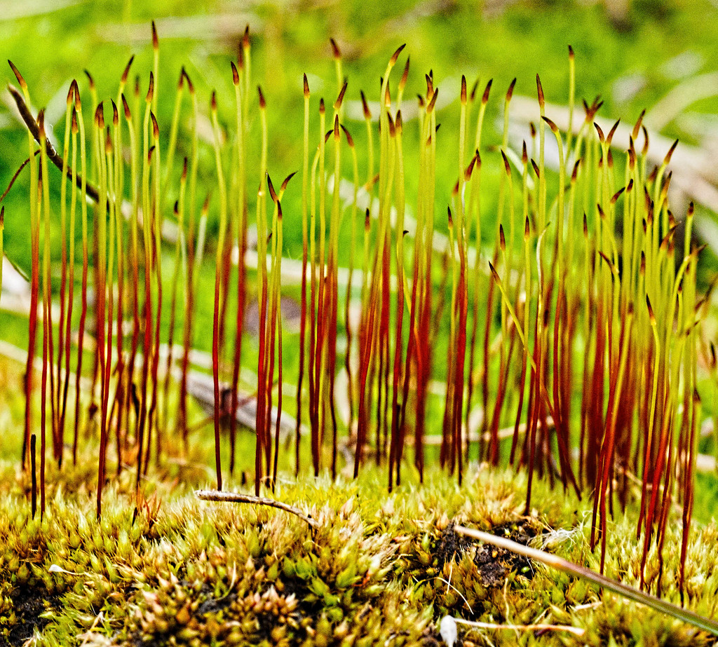 Moss Sporophytes by tosee