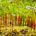 Moss Sporophytes by tosee