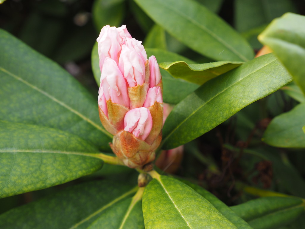 Rhododendron by selkie