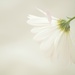 White Chrysanthemum by ziggy77