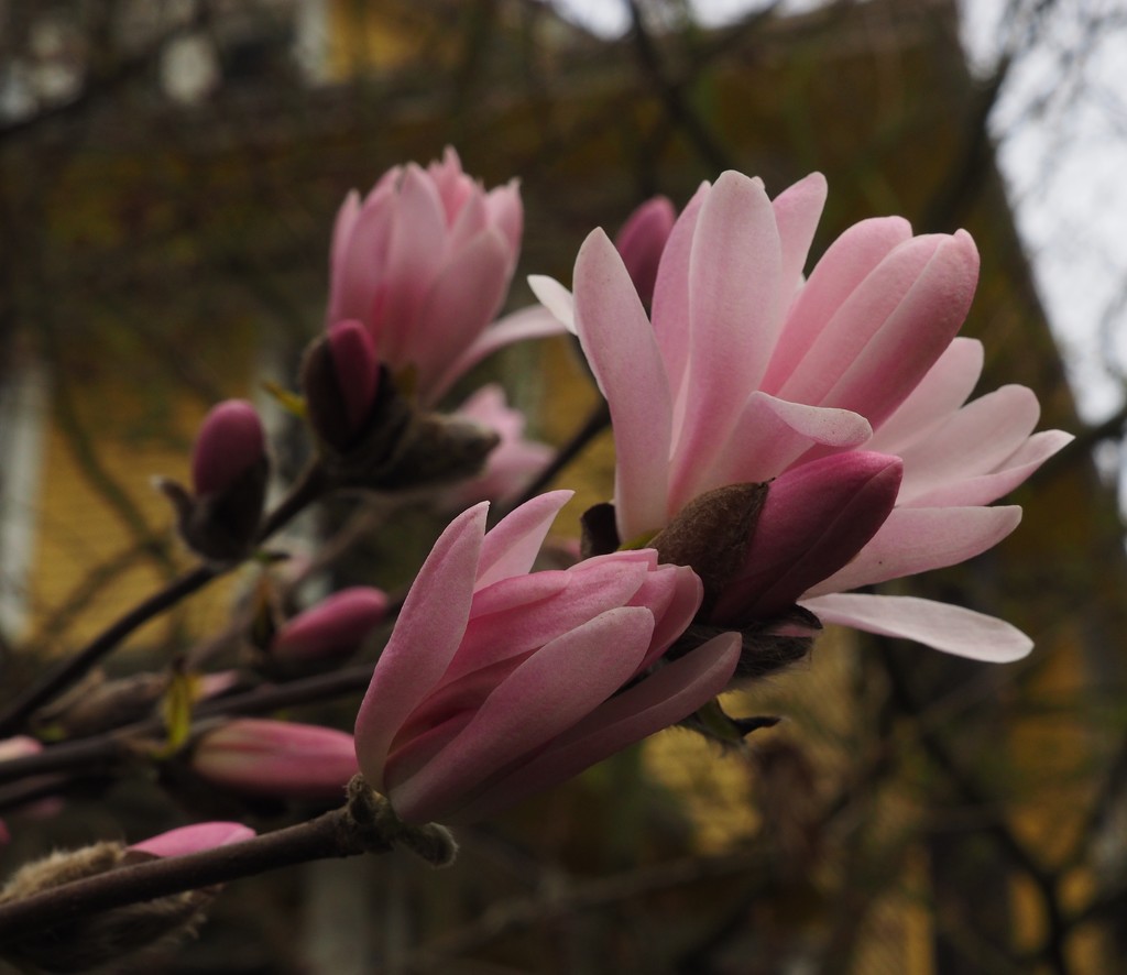 Magnolia by selkie