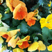 These Are Pansies Not Marigolds, Ann by yogiw