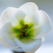 Closeup of my Lisianthus by elisasaeter