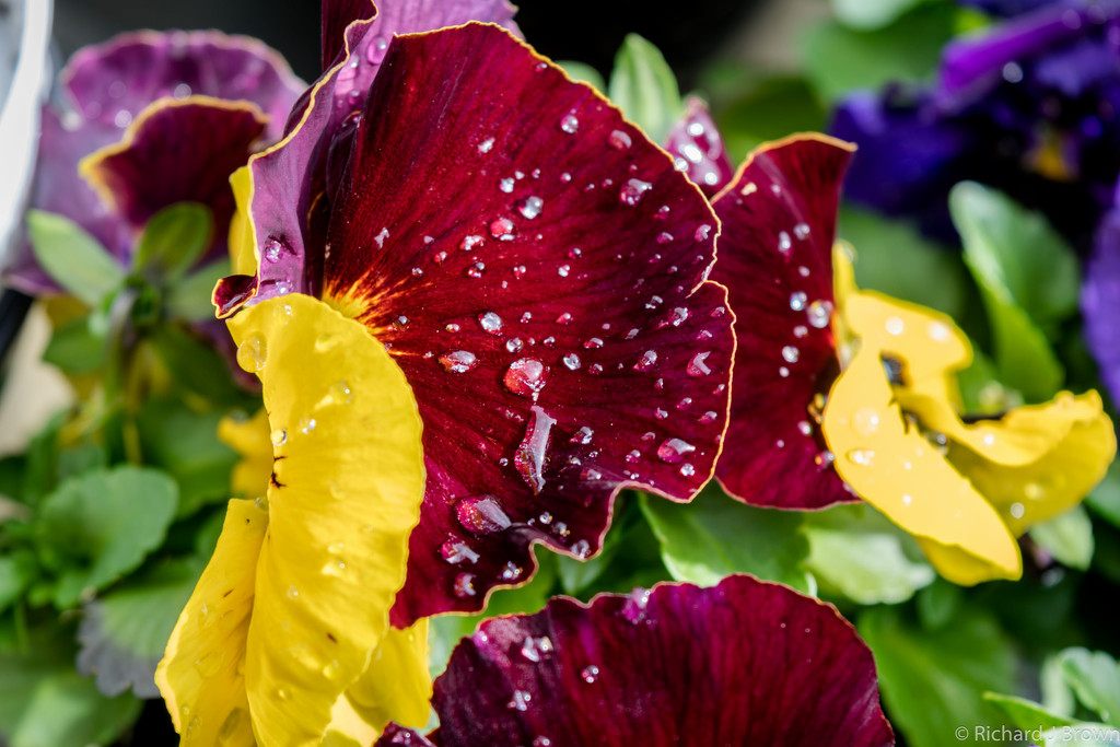Rain.drops and pansies by rjb71
