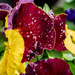 Rain.drops and pansies by rjb71