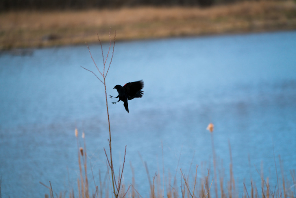 Red-winged Blackbird Coming in for a Landing by rminer