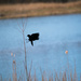Red-winged Blackbird Coming in for a Landing by rminer