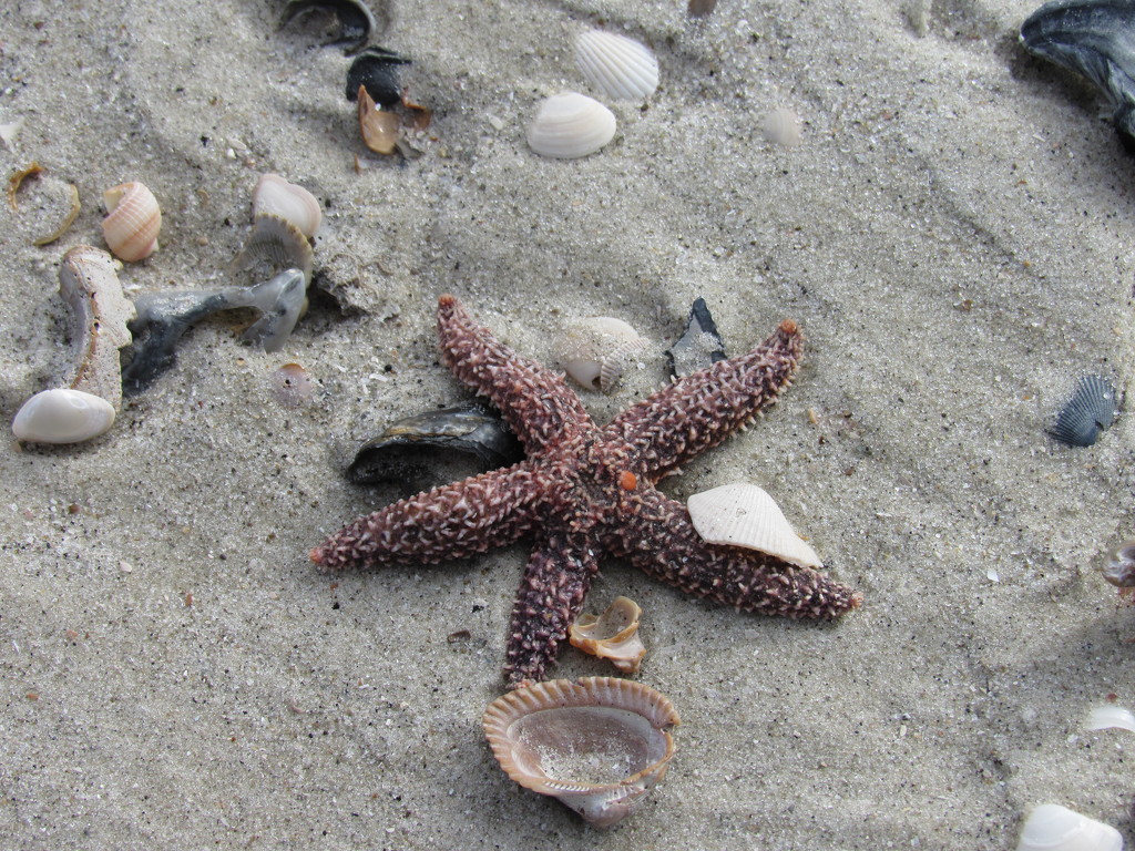 Star Fish and Shells by mlwd