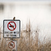 Song Sparrow on a No Fishing Sign by rminer
