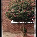 Tree in bloom by denidouble