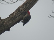 22nd Mar 2016 - Red Headed Woodpecker