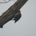 Red Headed Woodpecker by mlwd