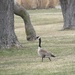 Canadian Goose by mlwd