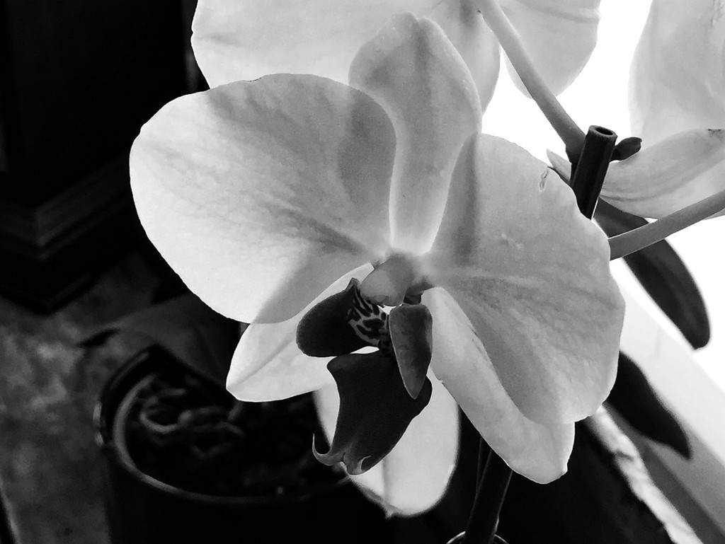 O is for Orchid by beckyk365