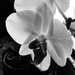 O is for Orchid by beckyk365