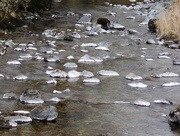 22nd Mar 2016 - bleached stones in the river