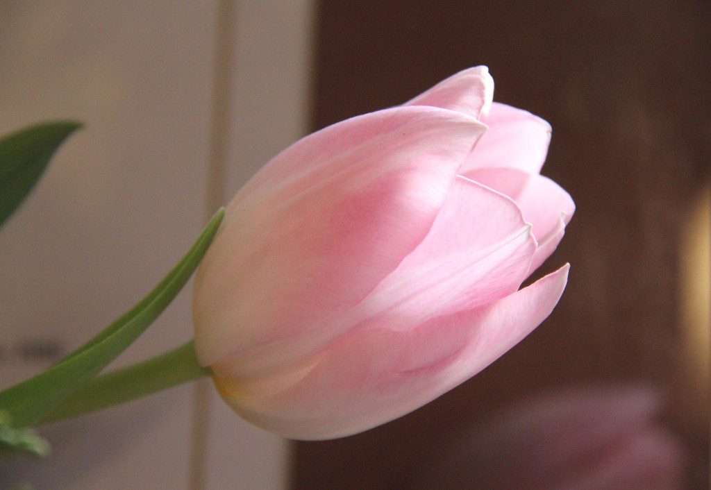 Pale Pink by daffodill