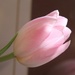 Pale Pink by daffodill